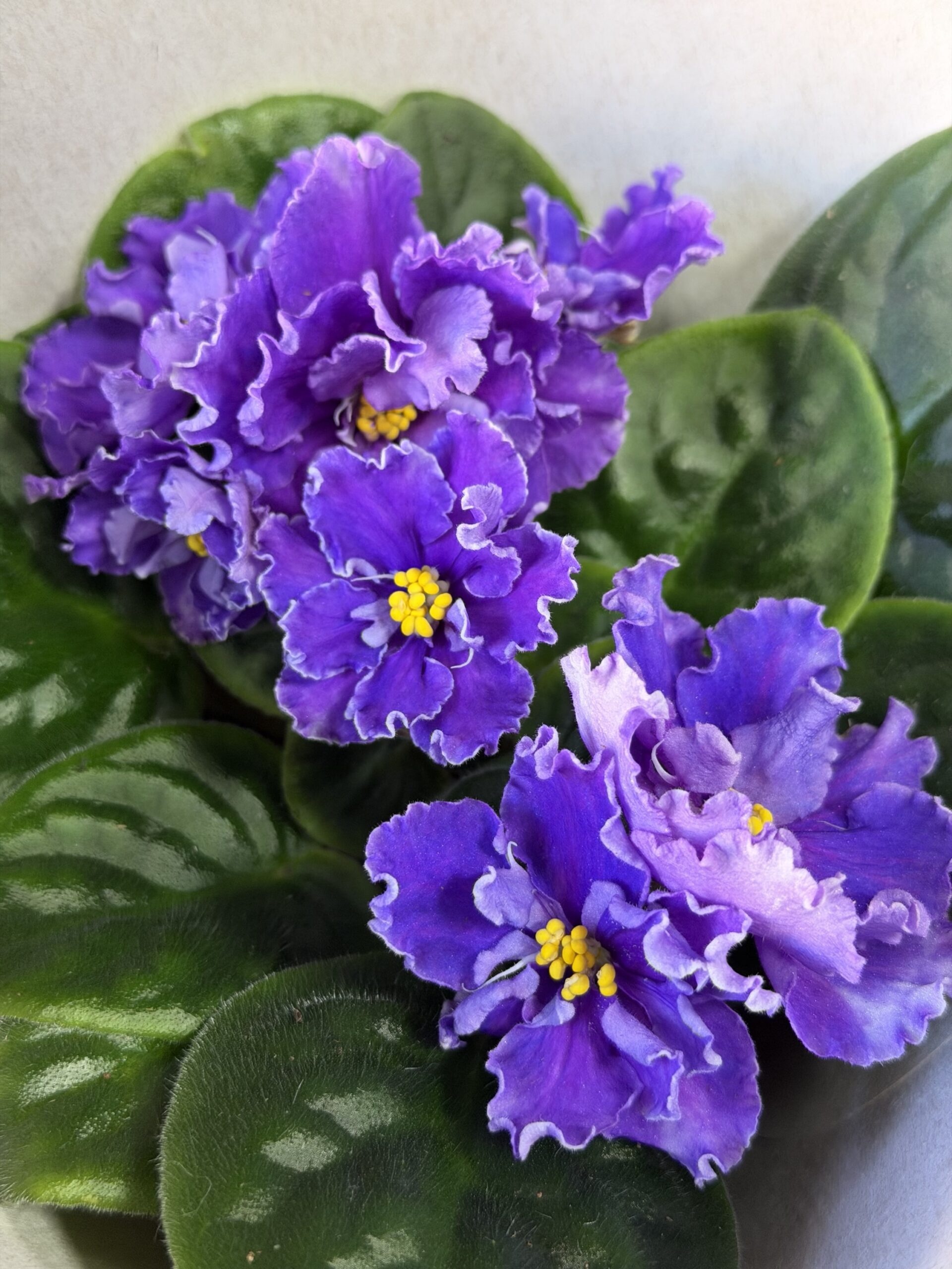 Фіалка 8 https://flowers.lutsk.ua/wp-content/uploads/2025/12/img_6732-scaled.jpeg