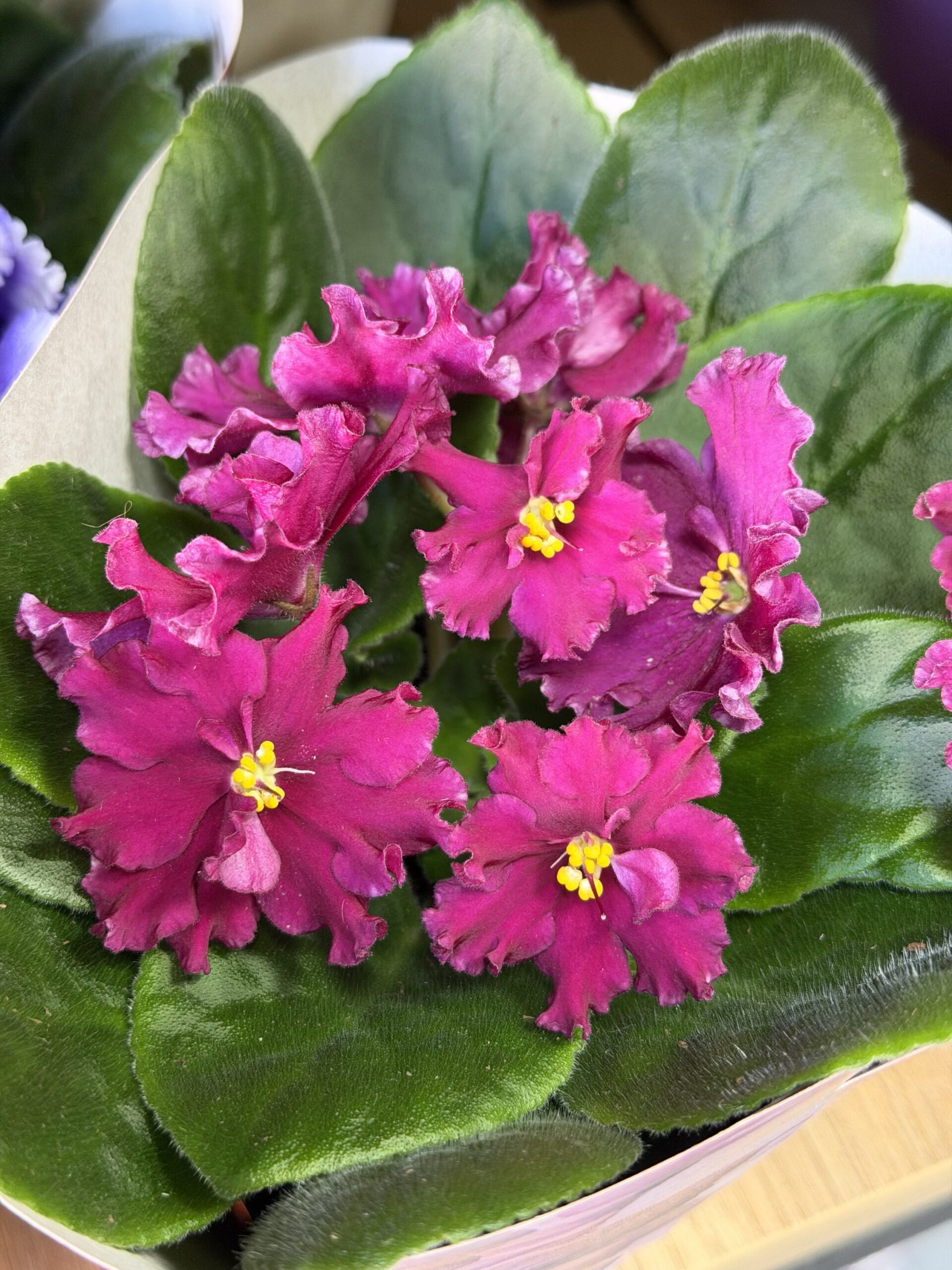 Фіалка 9 https://flowers.lutsk.ua/wp-content/uploads/2025/12/img_6733-scaled.jpeg