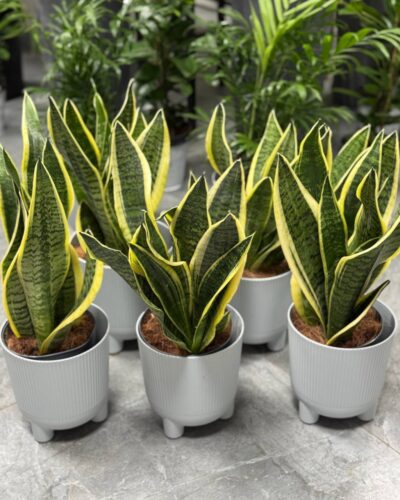 Сансівєрія