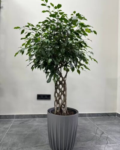 Фікус екзотика