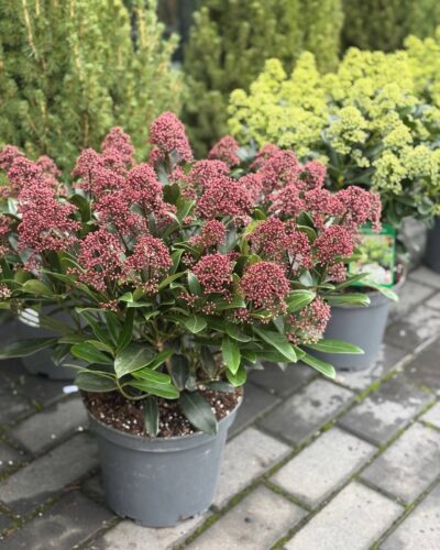 Скімія Рубела