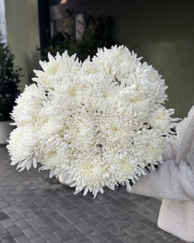 Хризантема Магнум білий