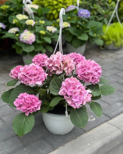 Гортензія в горщику