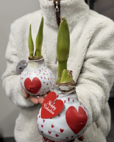 Амариліс у воску