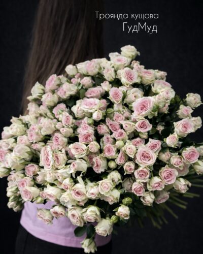 Кущова троянда гудмуд